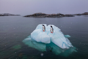 two cute gentoo penguins in Antarctica standing on melting iceberg, climate change and global warming