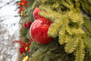 Vibrant Pink Christmas Cactus Flower Blooming Indoors in Winter