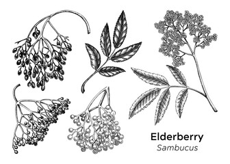 Elderberry, elderflower sketches set. Vintage apothecary drawings. Medicinal plant hand-drawn vector illustration. NOT AI generated