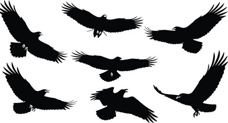 Obraz premium Flying Eagle Bird Silhouettes Set, Powerful Wingspreads And Soaring Poses, Isolated Black Raptor Vector Illustration For Wildlife, Nature, Logo,