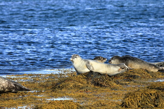 seal in Iceland posing near Illugastadir on the Vatnsnes peninsula