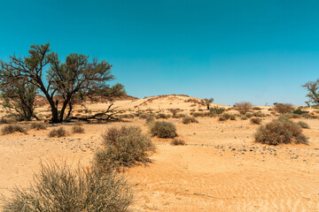 Fototapeta premium Sossusvlei in Namibia is an iconic Namib Desert landscape with towering red sand dunes, bright white clay pans, and ancient dead camel thorn trees beneath a deep blue sky. One of the oldest deserts