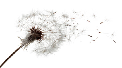 Dandelion seed head dispersing pappus seeds by wind, symbolizing wish, ephemeral nature, and freedom on transparent background
