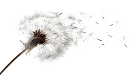 Dandelion seed head dispersing pappus seeds by wind, symbolizing wish, ephemeral nature, and freedom on transparent background