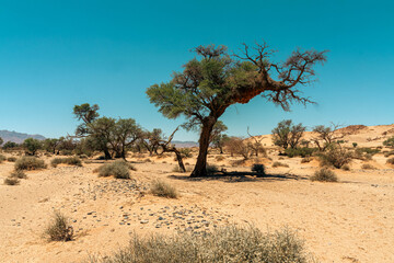 Obraz premium Sossusvlei in Namibia is an iconic Namib Desert landscape with towering red sand dunes, bright white clay pans, and ancient dead camel thorn trees beneath a deep blue sky. One of the oldest deserts