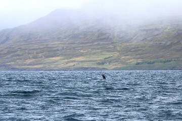 Obraz premium humpback whale in the Eyjafjordur fjord, Iceland