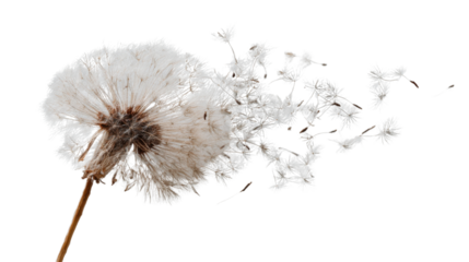Dandelion seeds dispersing in windy weather, new life spreading, fragile nature, freedom, growth, transparent background