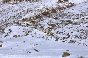 Group Four Bharal Himalayan Blue