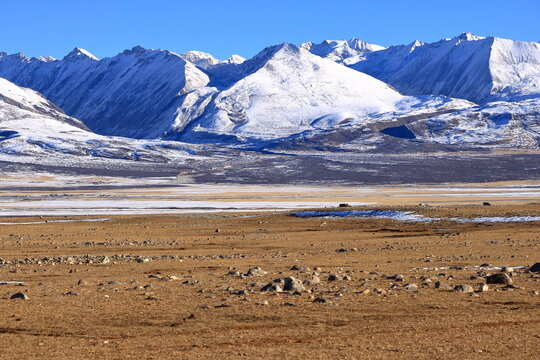 wild Tibetan antelope in Tibet, China, Asia