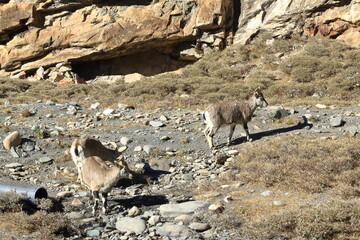 Bharal or Himalayan blue sheep or naur (Pseudois nayaur) in Tibet, China, Asia