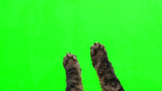 Cat paw isolated green background. Cat reaching up with paw. Pet raising up his paw on green screen isolated with chroma key. Feline tabby paws touching, clicking, tapping and swiping. Real Video. 4K