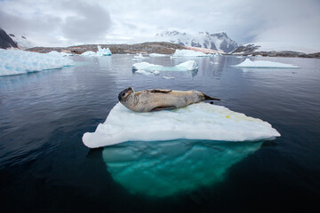 wildlife in Antarctica, leopard seal resting on iceberg in Antarctica