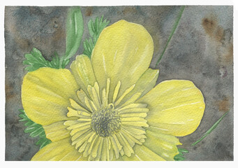 Watercolor yellow Flower, watercolor flower illustration