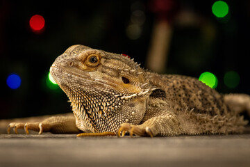 Bearded dragon portrait with warm bokeh background.
Close-up of a bearded dragon (Pogona vitticeps)...