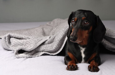Relaxed dog laying on bed. Dachshund laying under a blanket