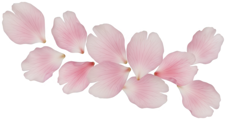 Delicate, blush-pink hibiscus flowers with subtly veined petals and a smooth, organic texture are artfully arranged in a slightly overlapping cluster, presented, isolated on transparent background.