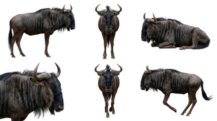 set of a wildebeest in different poses, standing, lying, running isolated on a transparent background