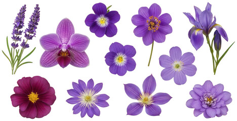 A vibrant collection of meticulously cut-out purple flowers, showcasing diverse botanical forms including lavender sprigs, an elegant orchid, and various, isolated on transparent background.