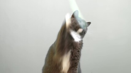 Cat on Gray Background. Gray White Feline Against Neutral Grey Plain Backdrop. Real Shot Cat Isolated is Sitting, Looking Up, Playing. Kitty Cat licks its muzzle. Kitten video. Goods for pets 4K