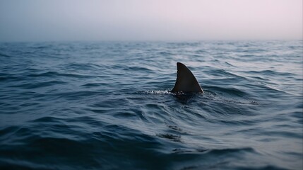 Obraz premium A lone shark fin emerges from the turbulent blue ocean surface in the atmospheric light of twilight hinting at mystery and hidden power