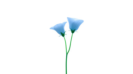 Two delicate blue morning glory flowers with green stems isolated on transparent background, symbolizing freshness and simplicity, perfect for spring or summer themes