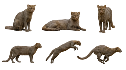 set of a jaguarundi in different poses, running, jumping, lying isolated on a transparent background