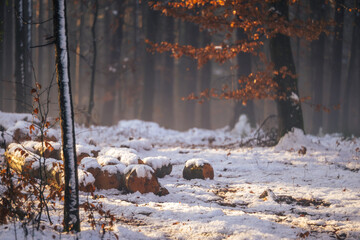 Freshly felled logs covered in snow in a forest clearing