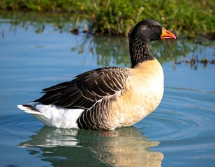 Obraz premium A goose floats on a tranquil lake
