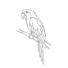Parrot Line Drawing Outline Illustration