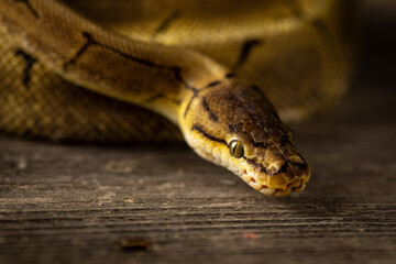Ball python portrait on wooden background.
Close-up of a ball python (Python regius) head...