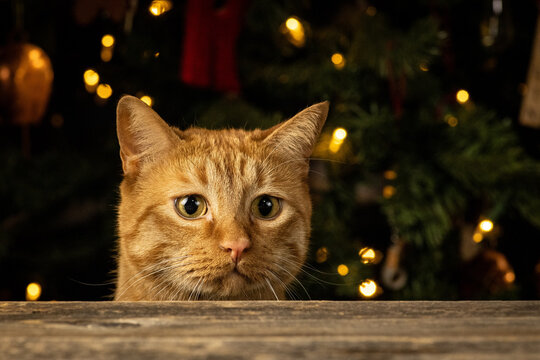 Orange tabby cat peeking over wooden table with festive Christmas lights.
Close-up portrait of a curious orange tabby cat looking between a wooden surface and colorful holiday lights. Concept of pets.