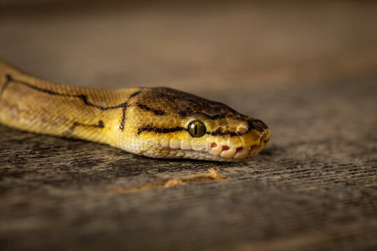 Ball python portrait on wooden background.
Close-up of a ball python (Python regius) head photographed with shallow depth of field against a natural wooden surface. Concept of exotic pets,reptile care