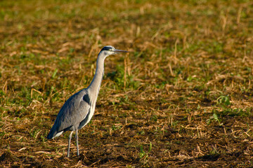 Fototapeta premium Grey heron standing in agricultural field