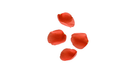 Red rose petal isolated transparency background delicate soft texture romantic floral nature closeup beauty freshness symbol of love elegant peaceful natural decorative botanical vibrant detailed
