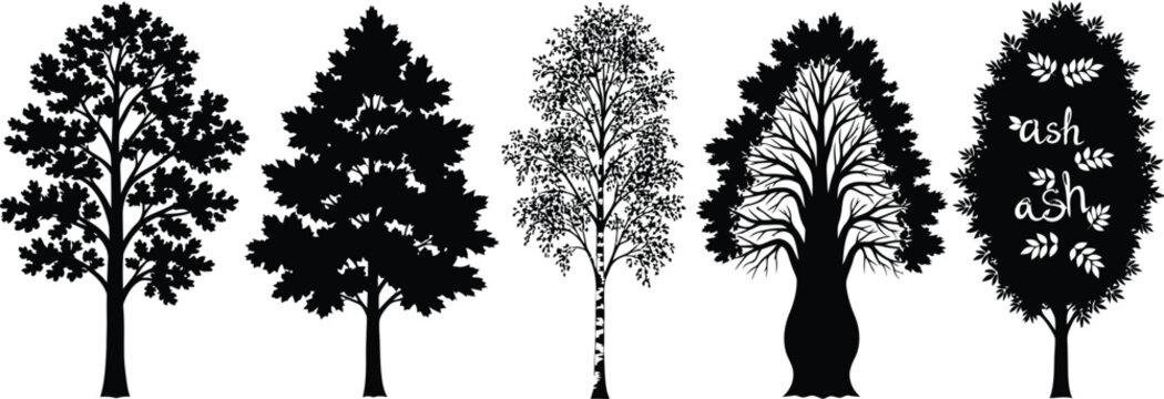 Silhouette illustration set of 5 deciduous trees oak maple birch elm and ash distinct shapes
