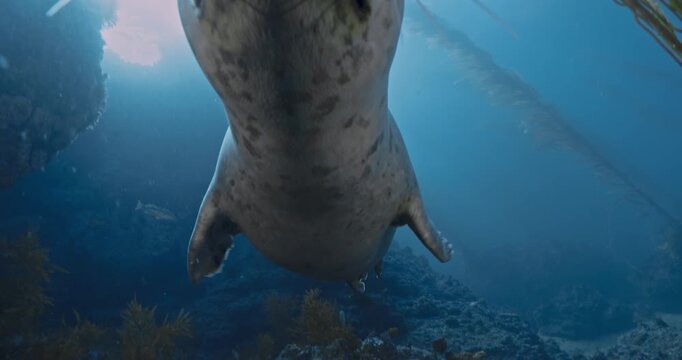  Very young curious harbor seal checks out camera.