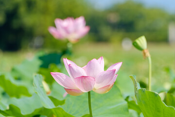 Obraz premium 夏の緑に包まれた淡いピンク色の蓮の花