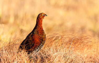 Red Grouse, Scientific name: Lagopus Lagopus Scotica. Close up of a Red Grouse male in Winter, facing right on managed grouse moorland, Yorkshire Dales, UK. Clean background.  Copy space.  Horizontal.