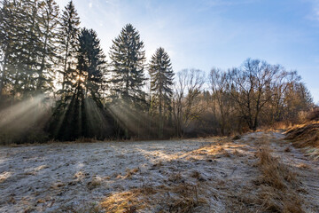 A scenic view of a field covered in frost, illuminated by the sunlight streaming through tall trees in Highland, Czech Republic.