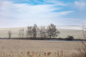 Captured in Highland, Czech Republic, serene winter scene unfolds with a cluster of bare trees standing along a field divide, juxtaposed against the backdrop of open fields and partly cloudy blue sky.