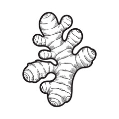 A detailed black and white line drawing of a ginger root with multiple rhizomes