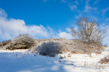 This image shows a beautiful winter landscape in Highland, Czech Republic, with snow-covered trees in the foreground and a bright blue sky with sparse clouds in the background.