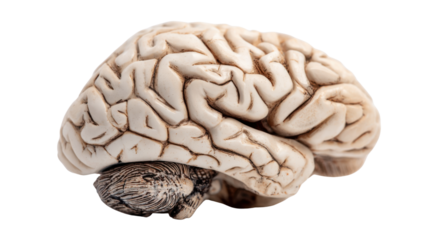 Human brain anatomy model representing mind, intelligence, thinking, memory, creativity, and mental health concepts