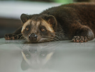 Green coffee in a stone bowl on a wooden table