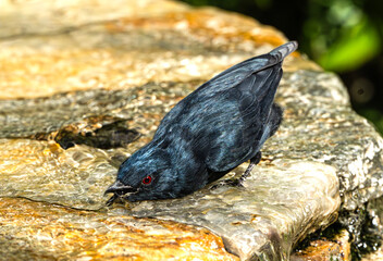 Phainopepla (Phainopepla nitens) Photo, Drinking and Wading in Water...This Bird is Generally Seen as all Black, But Sunlight Reflects its Cobalt Blue Feathers