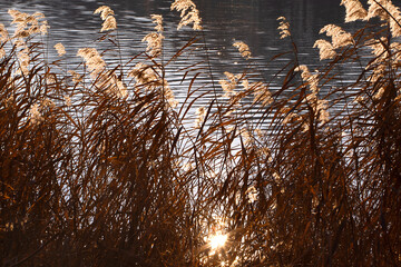 Fluffy reeds in front of the ripples water in the sunshine