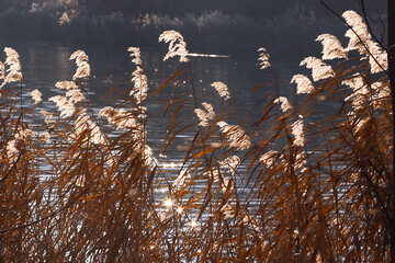 Fluffy reeds in front of the ripples water in the sunshine