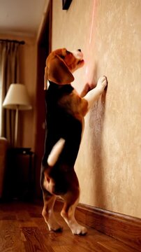 Curious Beagle Dog Plays with Laser Pointer in Home Environment.
