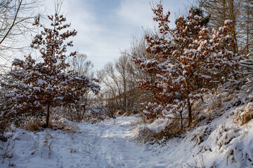 A serene winter landscape reveals a snow-covered path winding through a forest in Highland, Czech Republic, the trees are adorned with snow, with a soft sky overhead, casting a gentle light.