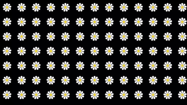 seamless floral pattern with camomiles, daisy flowers arranged in grid geometric motif animation on black background, summer botanical repeating mothers day women day backdrop